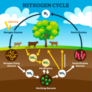 Nitrogen Cycle