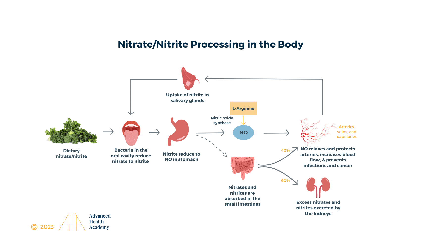 Nitrate/Nitrite Processing in the Body