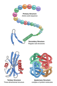 Protein (Amino Acid) Structure